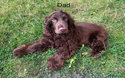 Mixed Breed dogs for sale: Cocker bull puppies for sale  - Image 12