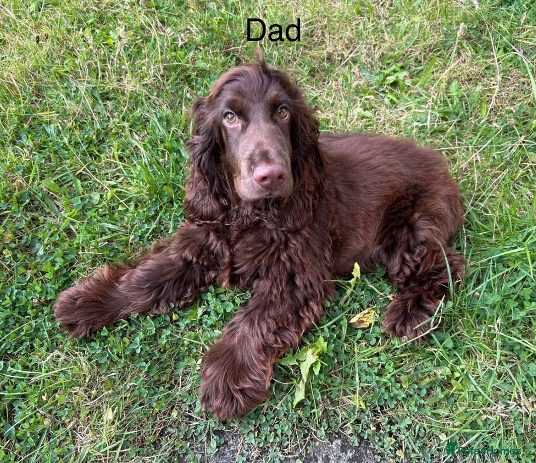 Mixed Breed dogs for sale: Cocker bull puppies for sale  - Image 12