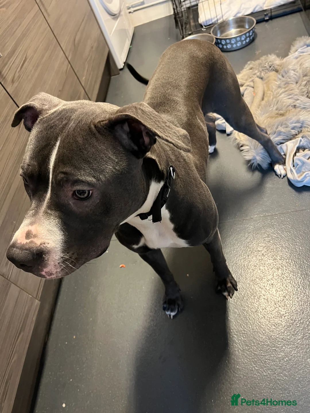 Mixed Breed dogs for sale: LOVING HOME NEEDED FOR "LULA" - Advert 5