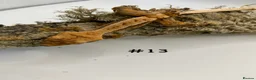Gecko reptiles for sale: Adult, Juvenile and Lilly White Crested Geckos - Advert 26