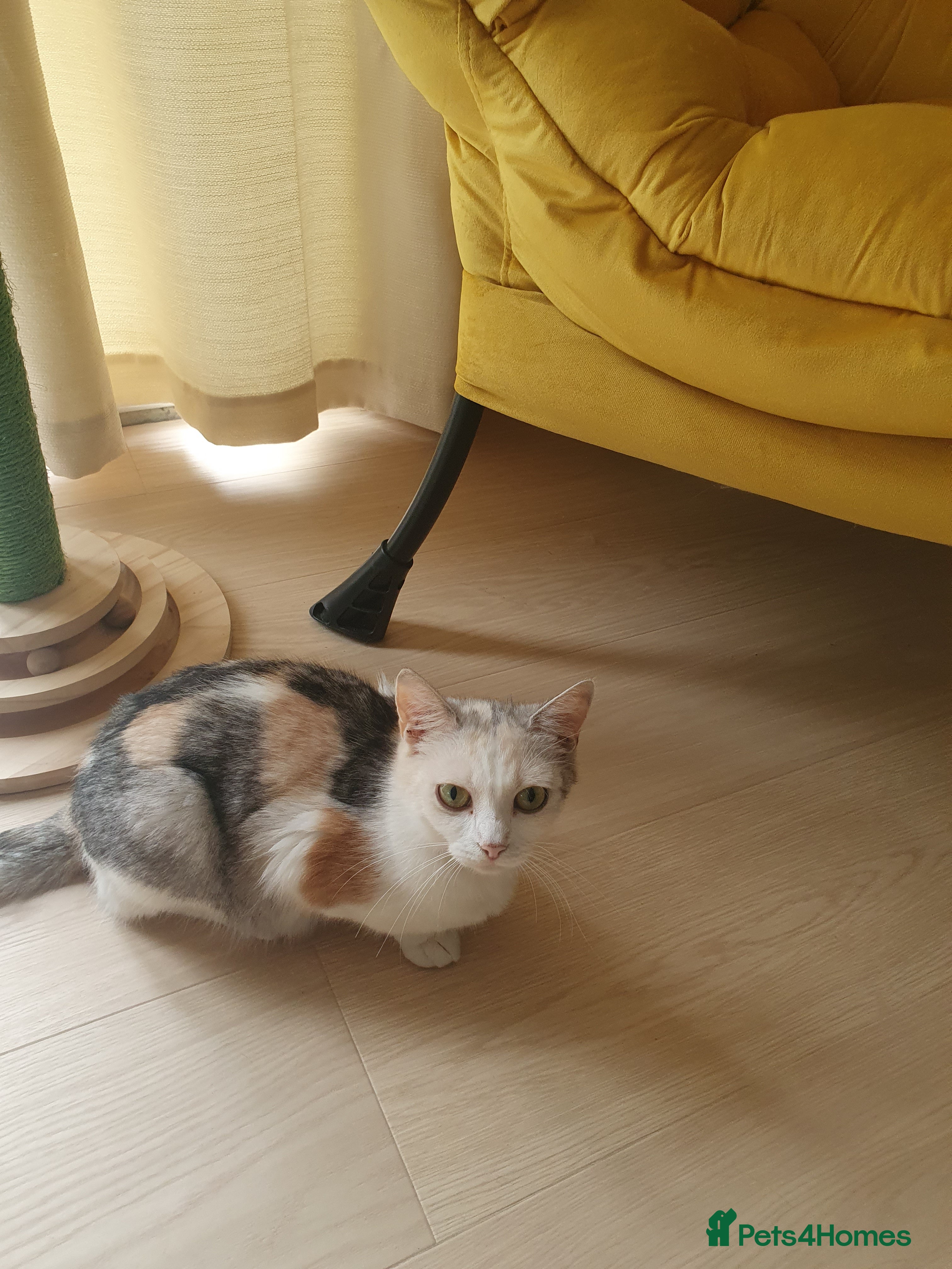 Mixed Breed cats 1 rare colour gorgeous little boy - Advert 2