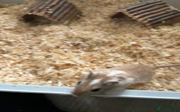 Gerbil rodents for sale: 2 male gerbils  - Advert 8