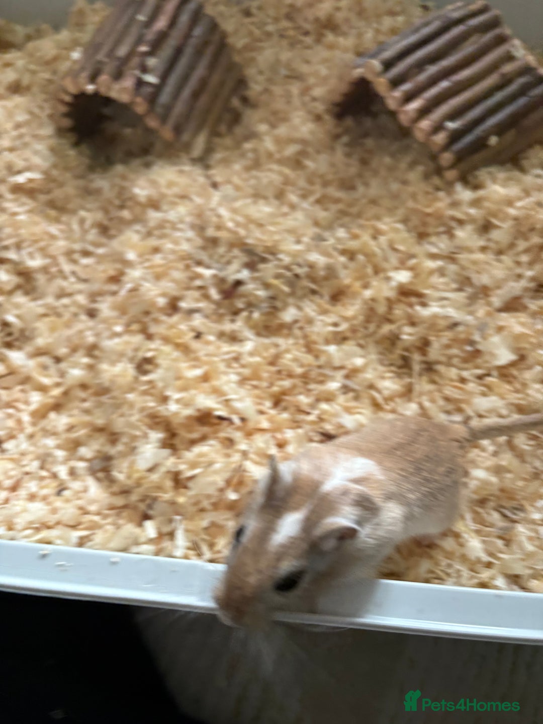 Gerbil rodents for sale: 2 male gerbils  - Advert 8