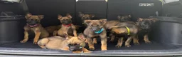 Belgian Shepherd Dog dogs for sale: Belgium Mali pups - Advert 5