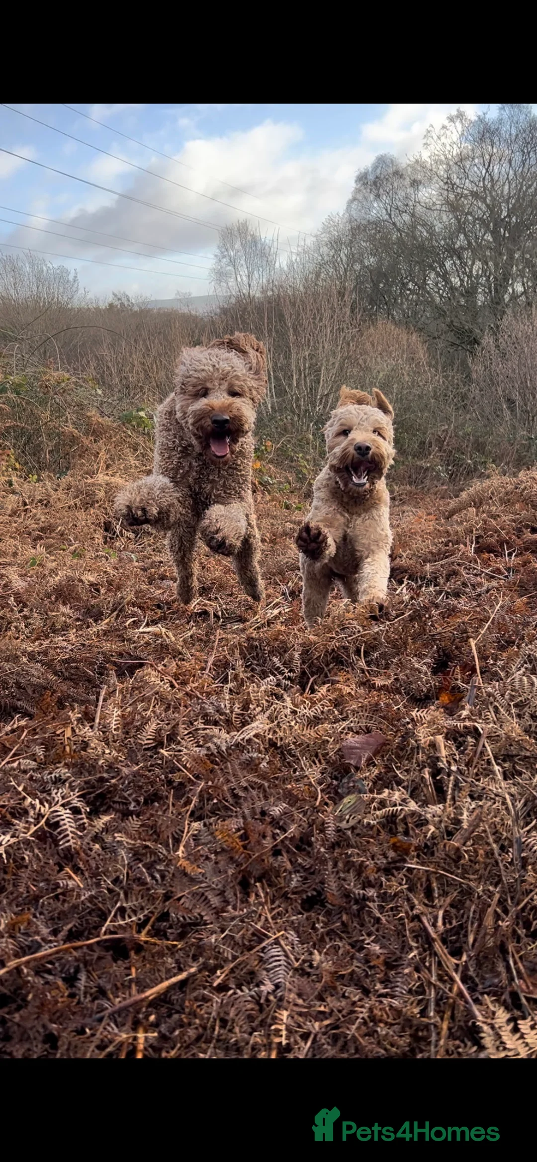 Standard Poodle dogs for stud: Red standard poodle in Aberdare - Advert 5