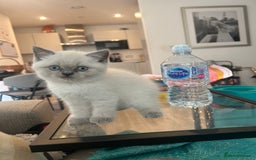 British Shorthair cats for sale: Lilac British Shorthair Kittens - 2 boys 3 girls - Image 11