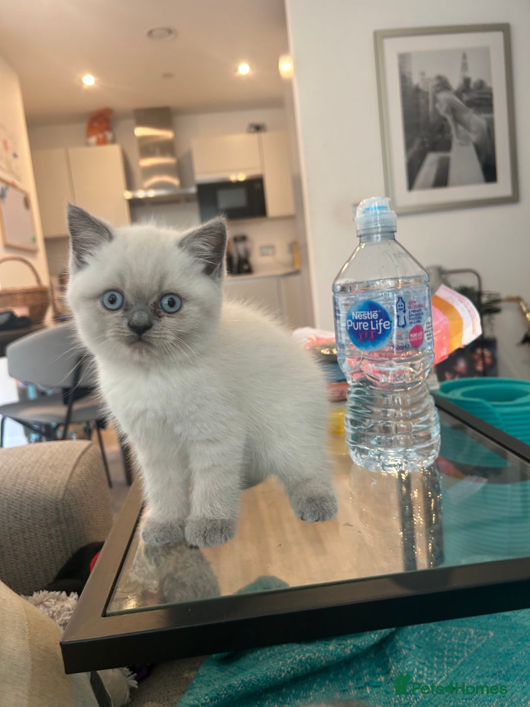 British Shorthair cats for sale: Lilac British Shorthair Kittens - 2 boys 3 girls - Image 11