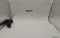 Rat rodents for sale: October Litters: 32 Rats For Sale - Image 13