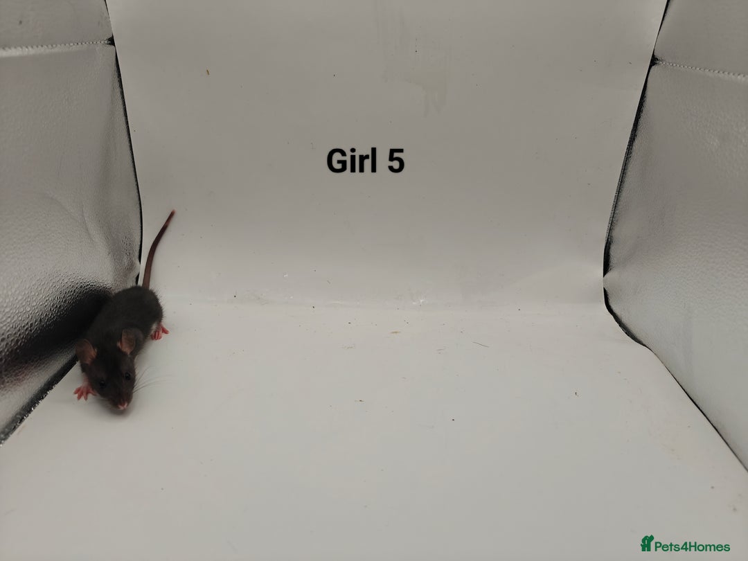 Rat rodents for sale: October Litters: 32 Rats For Sale - Image 13