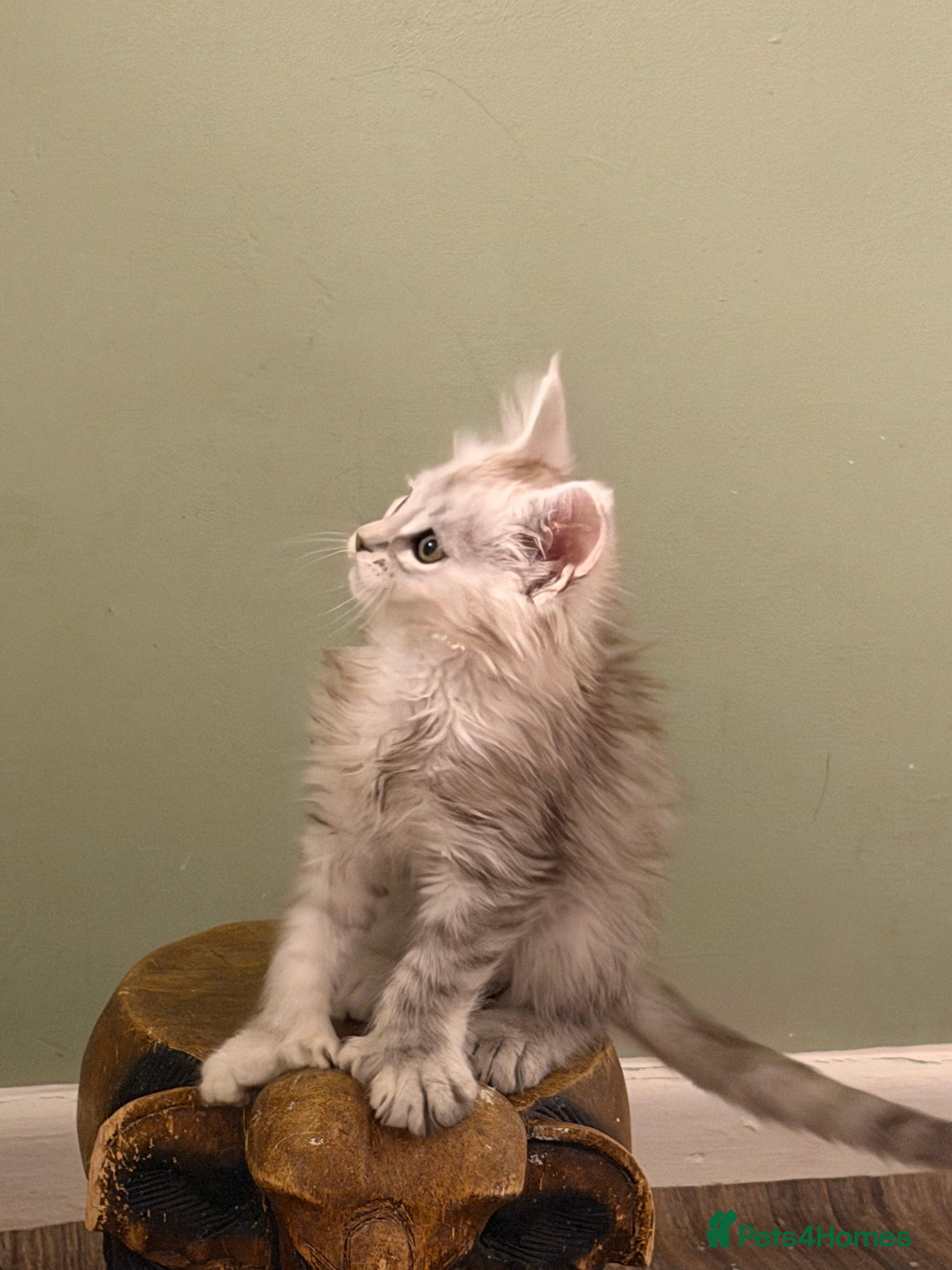 Maine Coon cats Registered Maine coon kittens  - Advert 1