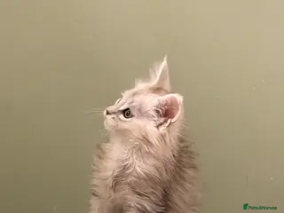 Maine Coon cats Registered Maine coon kittens - Advert 1