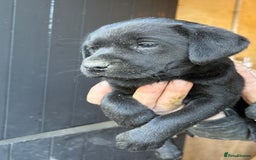 Labrador Retriever dogs for sale: Gorgeous Labrador puppies northern ireland - Image 8