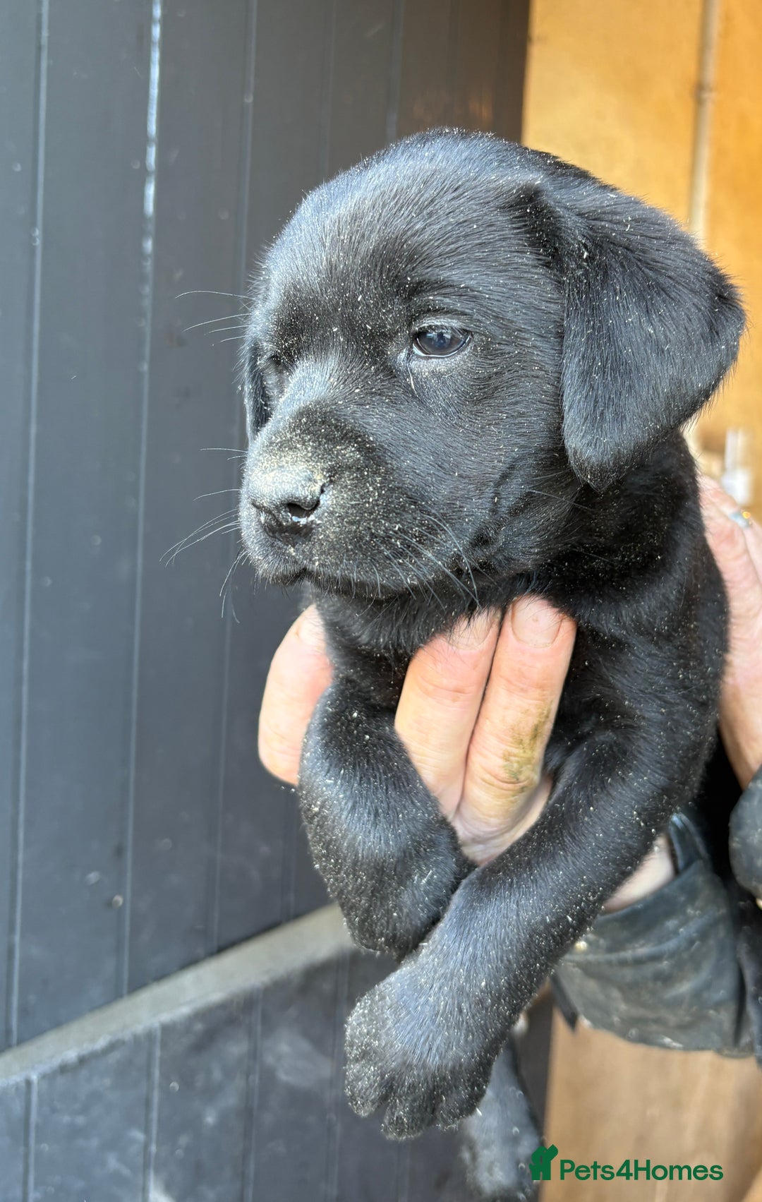 Labrador Retriever dogs for sale: Gorgeous Labrador puppies northern ireland - Image 8