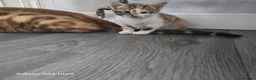 Mixed Breed cats for sale: Adorable Bengal x Shorthair Kittens  - Advert 21