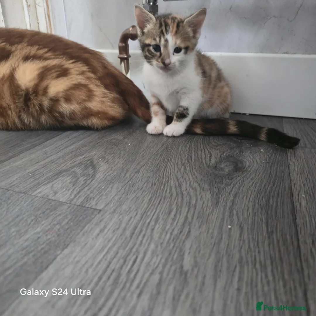 Mixed Breed cats for sale: Adorable Bengal x Shorthair Kittens  - Advert 21