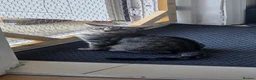 Domestic Shorthair cats for sale: 6-month-old female cat for adoption FREE! - Advert 3