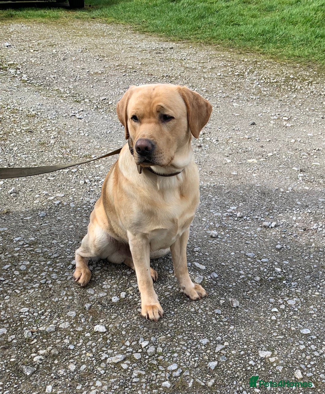 Labrador Retriever dogs for stud: Healthy Labrador for stud - Advert 2