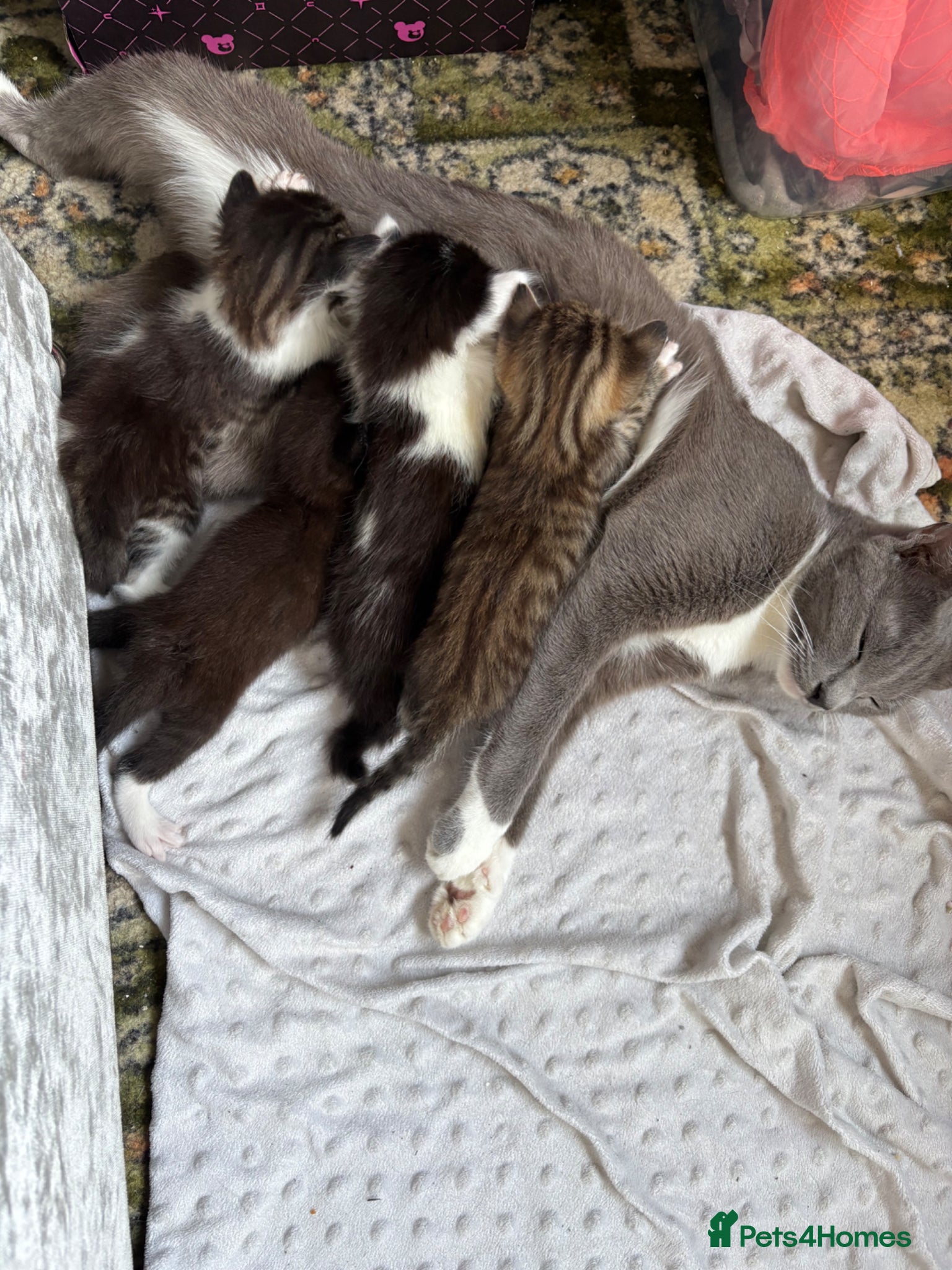 Mixed Breed cats Gorgeous Russian Blue X Norwegian Forrest kittens - Advert 1