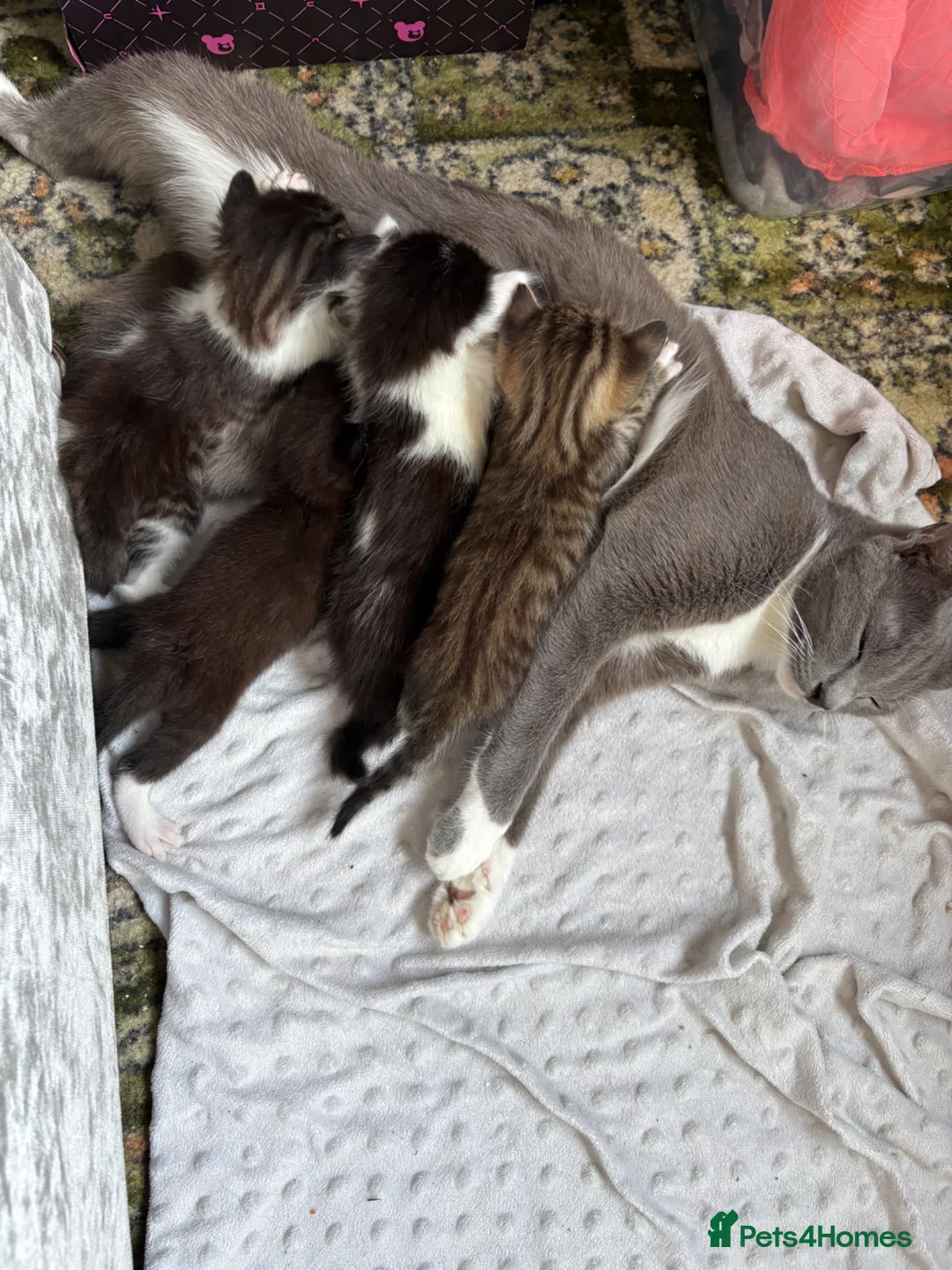 Mixed Breed cats for sale: Gorgeous Russian Blue X Norwegian Forrest kittens - Advert 1