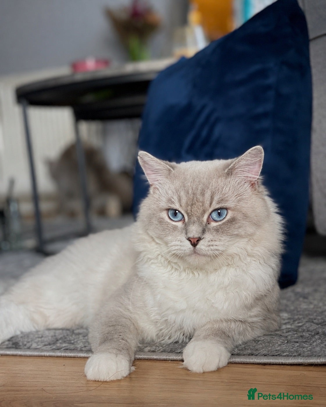 Mixed Breed cats Ragdoll x Persian Kittens (ONLY 4 left) - Advert 1