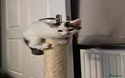 Domestic Shorthair cats for sale: Sweet, Playful Kittens Ready for Loving Homes 🐱 - Image 15