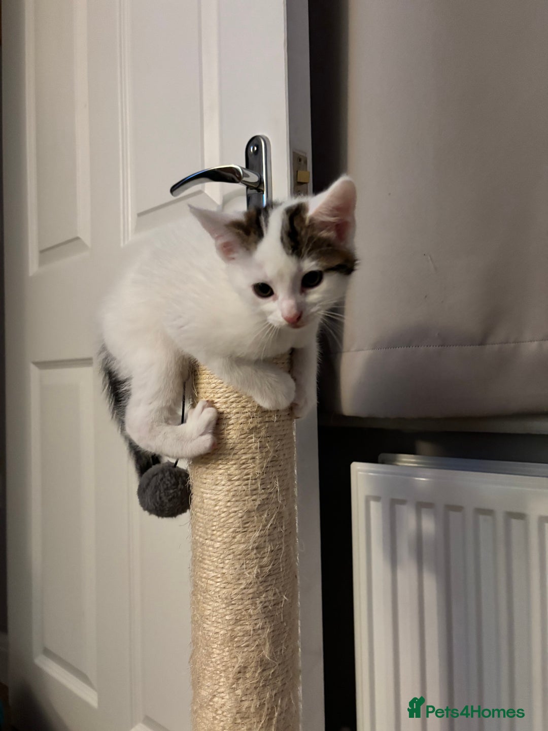 Domestic Shorthair cats for sale: Sweet, Playful Kittens Ready for Loving Homes 🐱 - Image 15