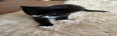 Spot