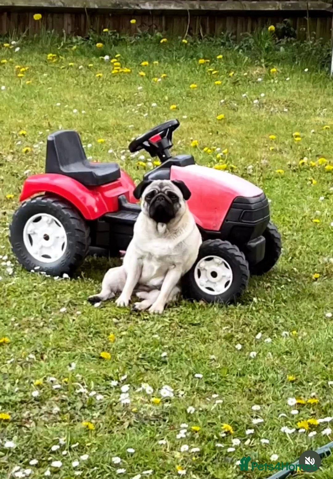 Pug dogs for sale: Pug Shirley  - Advert 5