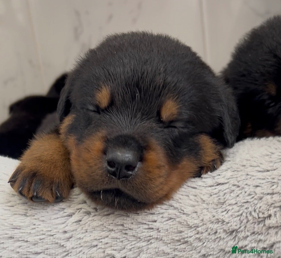 Rottweiler dogs Rottweilers kc reg fully hereditary tested - Advert 10