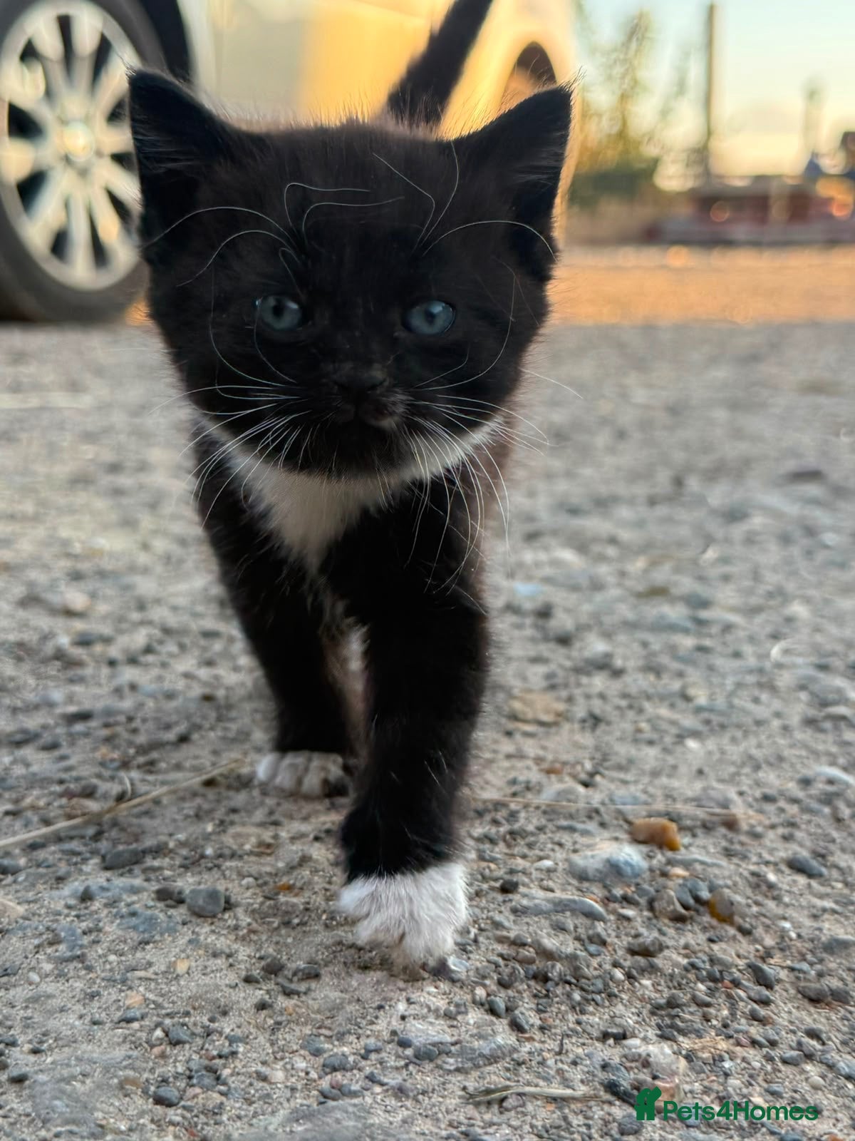 Mixed Breed cats Tuxedo girl kitten  - Advert 2