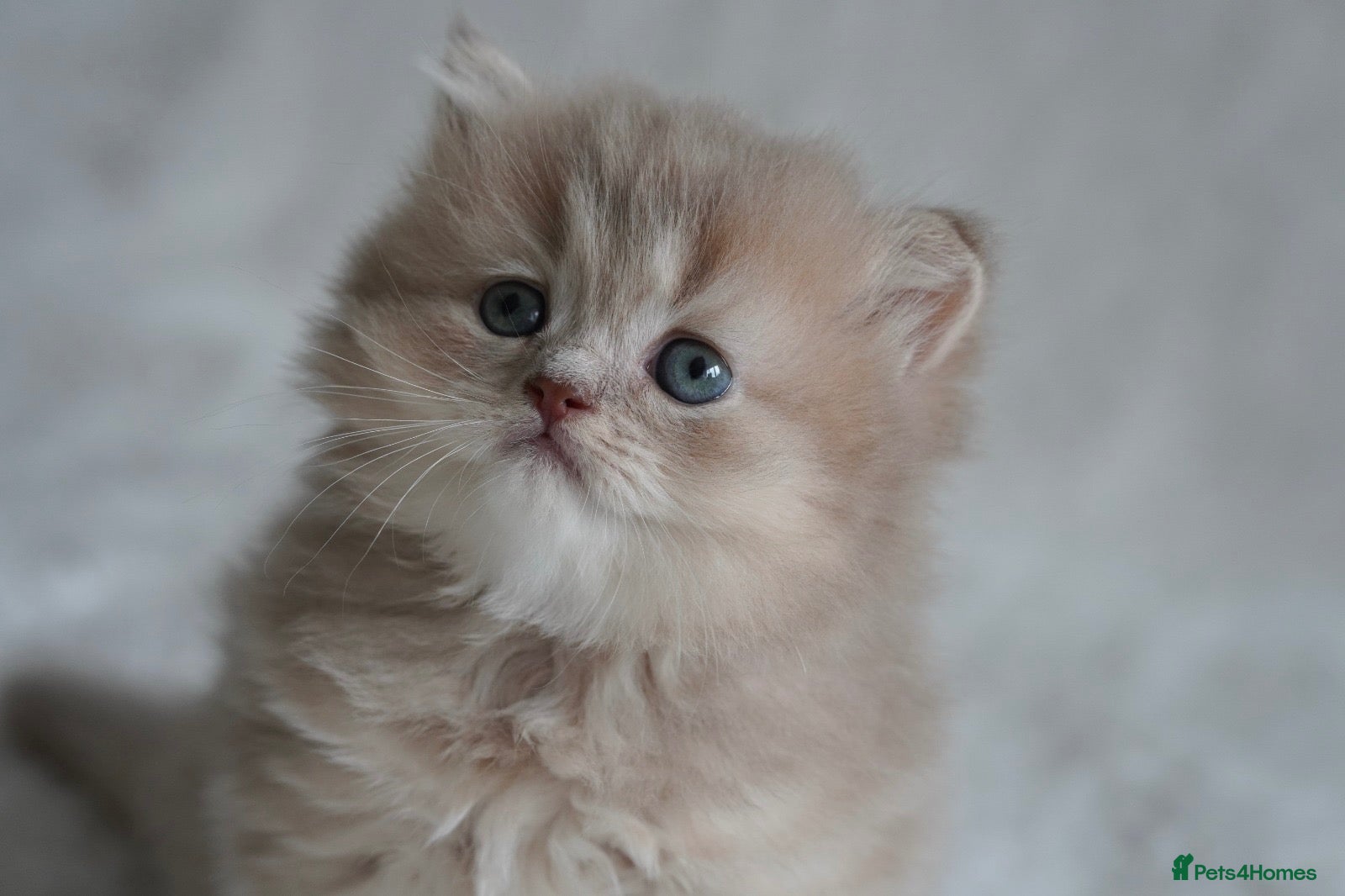 Munchkin cats Beautiful munchkin kittens - Advert 2
