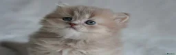 Munchkin cats for sale: Beautiful munchkin kittens - Advert 5