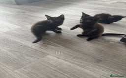 Domestic Shorthair cats for sale: Kittens for sale  - Image 4