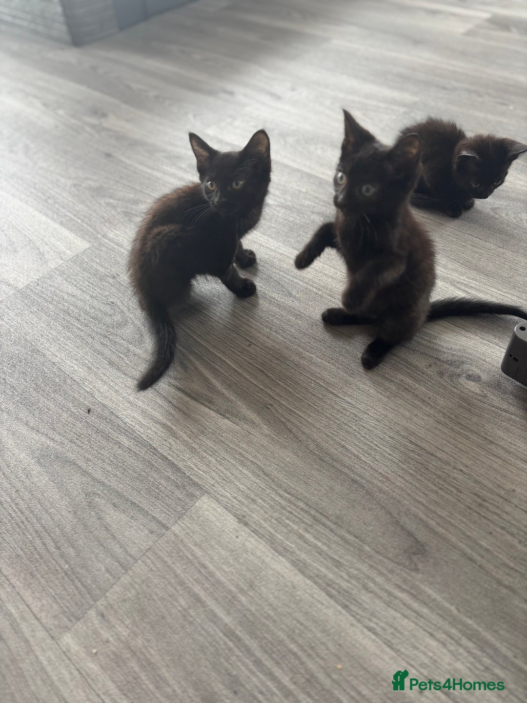 Domestic Shorthair cats for sale: Kittens for sale  - Image 4