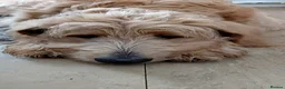 Double Doodle dogs for sale: Golden Mountain doodle  - Advert 12