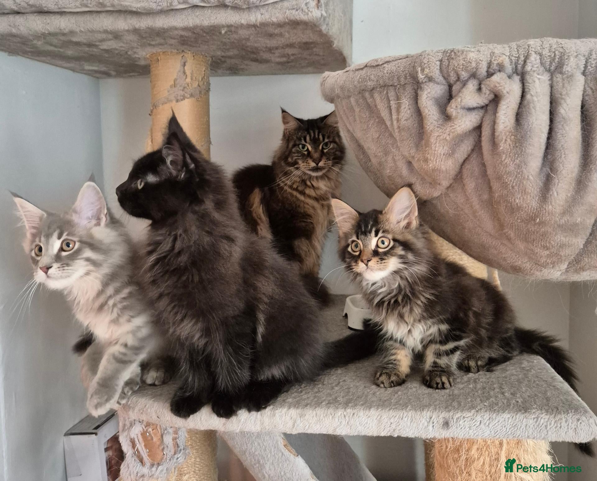 Maine Coon cats Maine coon kittens  - Advert 3