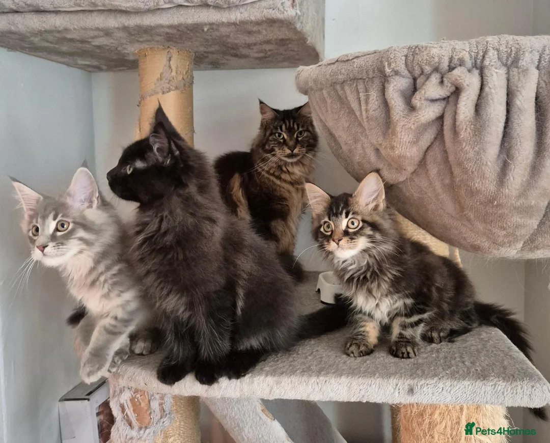 Maine Coon cats for sale: Maine coon kittens  - Advert 1