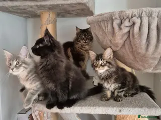Maine Coon cats Maine coon kittens - Advert 1