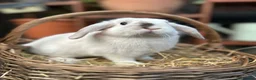 Mini Lop rabbits for sale: Mini lop baby rabbit - Advert 3