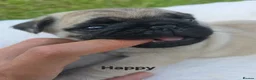 Pug dogs for sale: Grumpy & Happy 🐾 Two Fawn Male Pug Puppies - Advert 13