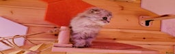 Scottish Fold cats for sale: Scottish Fold Kittens - Advert 6