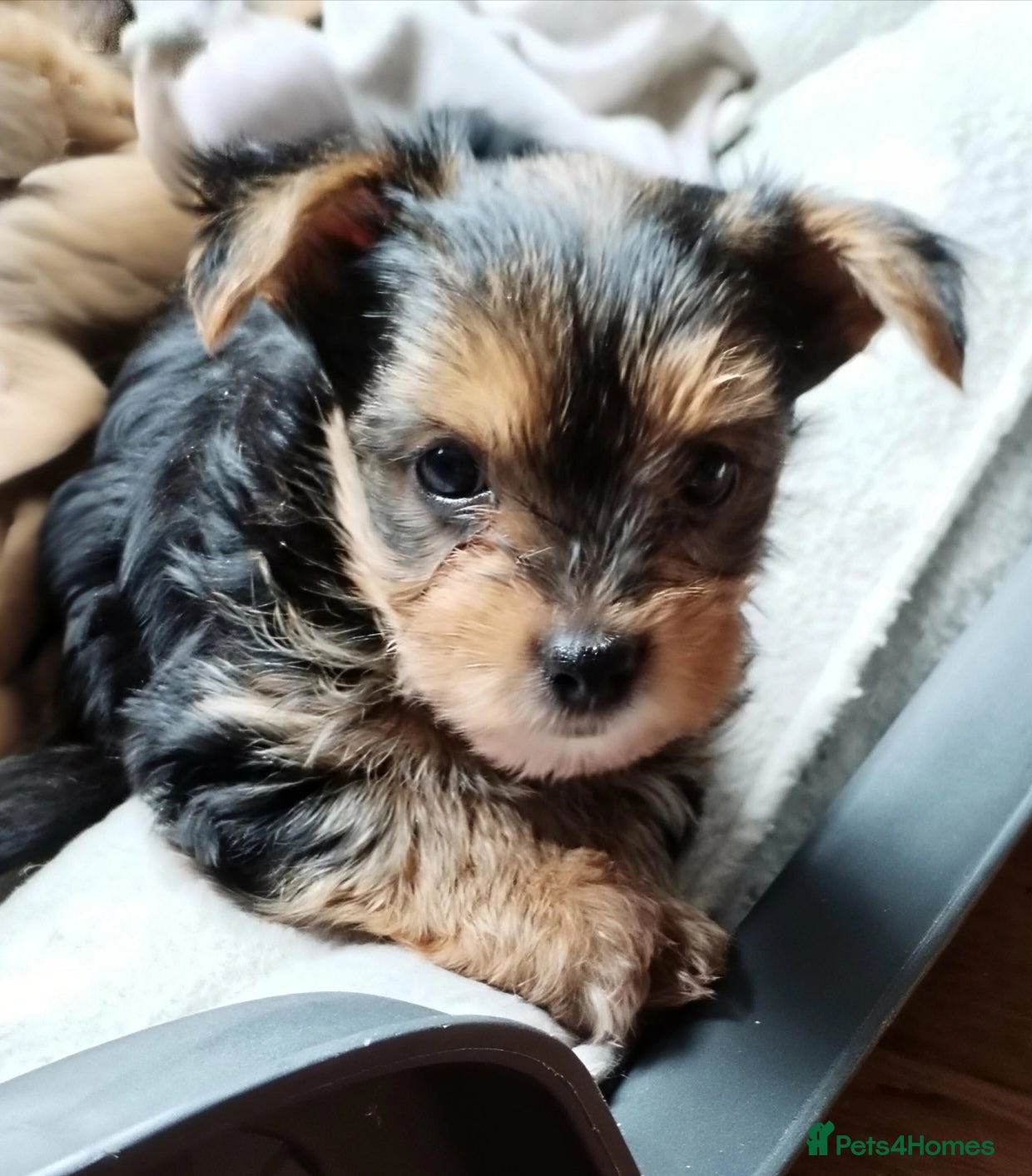 Yorkshire Terrier dogs Yorkshire Terrier (Biewer) Puppies - Advert 4