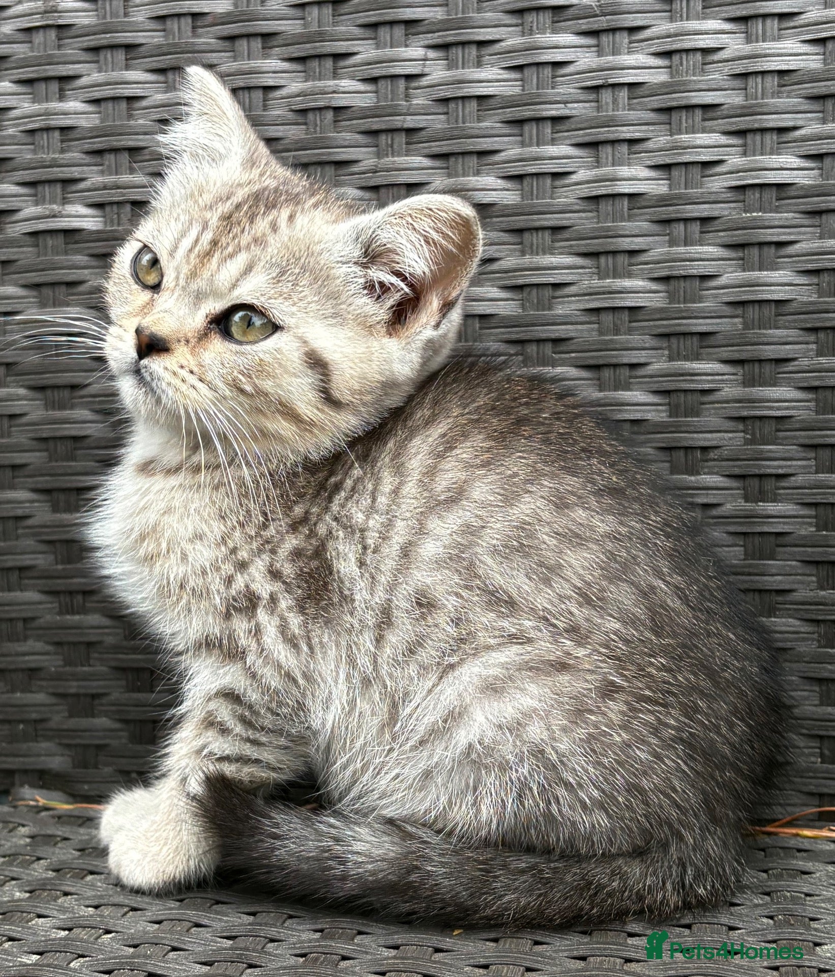 British Shorthair cats British short hair X Scottish fold  - Advert 15