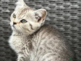British Shorthair cats British short hair X Scottish fold - Advert 15