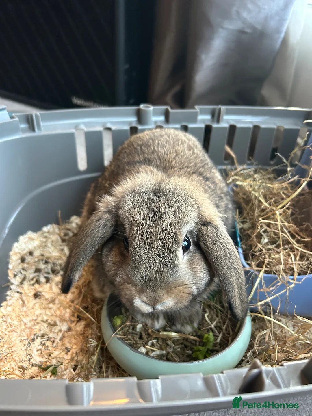 Mini Lop rabbits for sale: Mini Lop Rehome - Advert 2