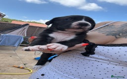 Mixed Breed dogs for sale: Beautiful American bulldog x cane corso puppies - Image 14
