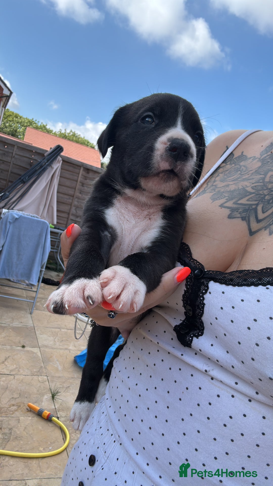 Mixed Breed dogs for sale: Beautiful American bulldog x cane corso puppies - Image 14