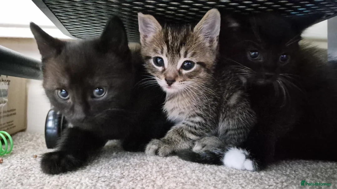 Mixed Breed cats for sale: Black and white male kitten  - Advert 2