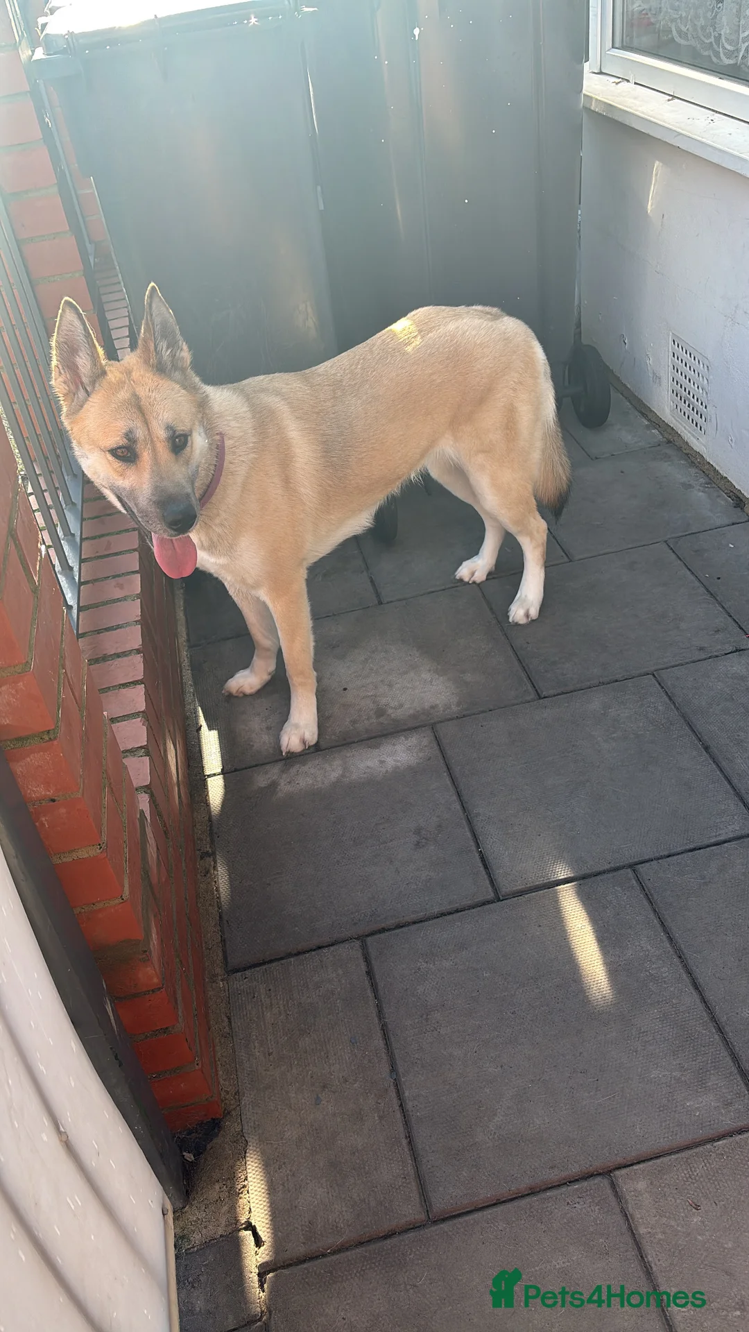Huskita dogs for sale: Beautiful female Akita/husky  - Advert 4