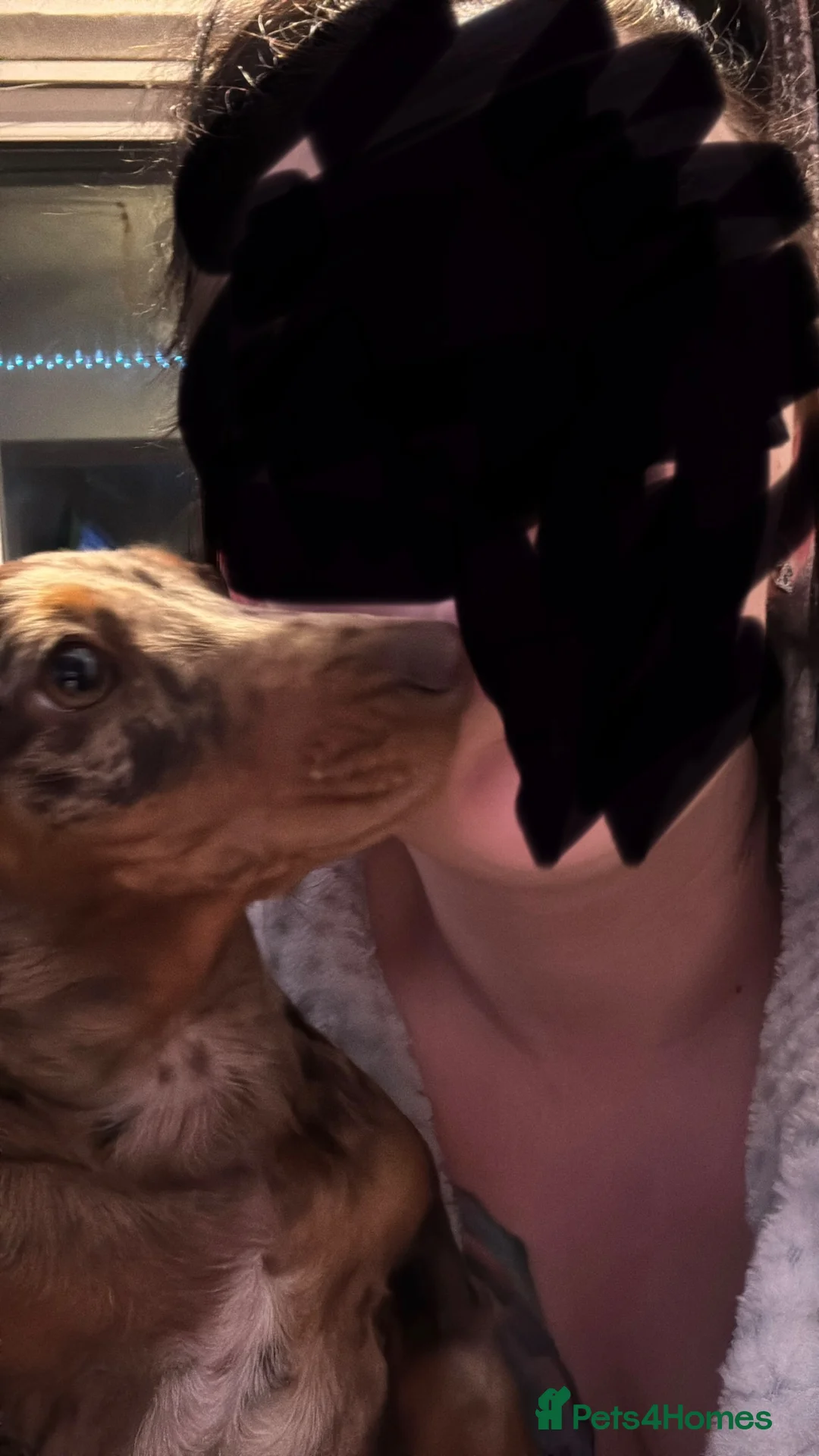 Dachshund dogs for sale: 6 months old girl chocolate dapple dachshund  in Nottingham - Advert 2